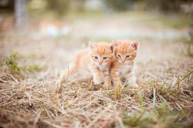 两只小猫在草丛上玩耍