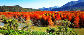 安徽宁国落羽杉湿地公园