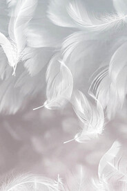 黑白羽毛纹理背景