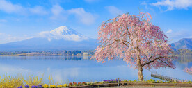 春日风景