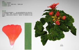  C4D模型  花朵  