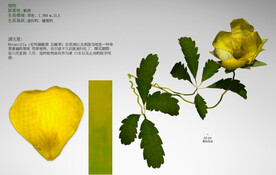  C4D模型 花