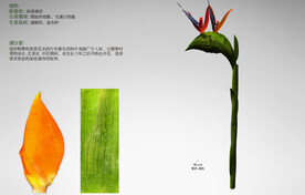  C4D模型  花朵  