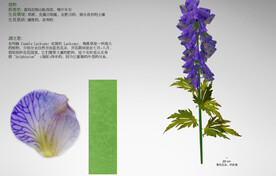  C4D模型 花朵 