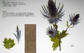 C4D模型  植物 
