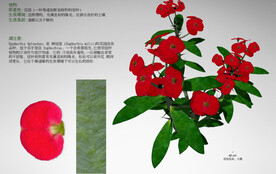 C4D模型  花朵 