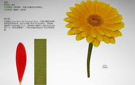C4D模型 花朵  