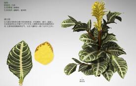 C4D模型 龟背竹