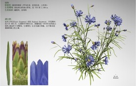 C4D模型 雏菊