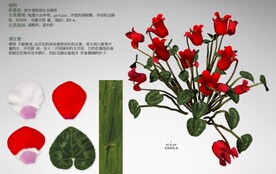C4D模型  植物  