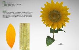 C4D模型向日葵