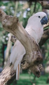  鹦鹉实拍视频 