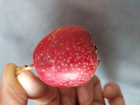 一个山楂