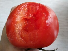 大番茄