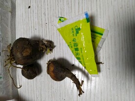 鲜花种球