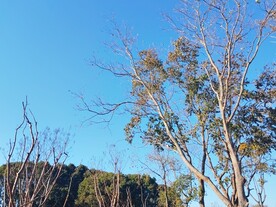 树木剪影