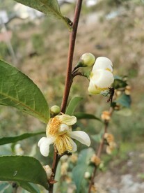 山茶花