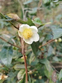 山茶花