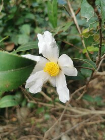 山茶花