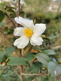 山茶花
