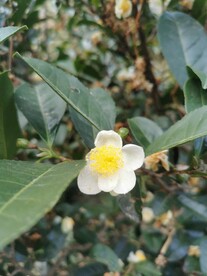 山茶花