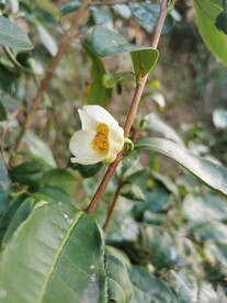 山茶花