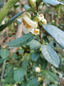 山茶花