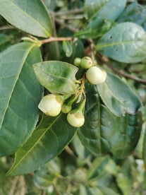 山茶花