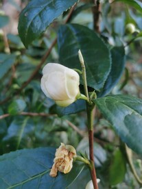 山茶花