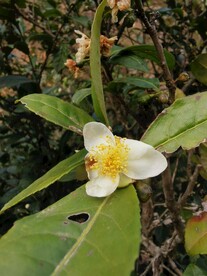 山茶花
