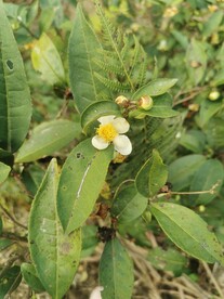 山茶花