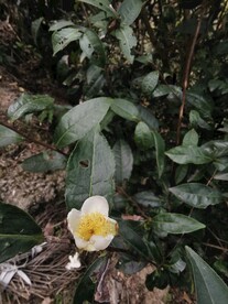 山茶花