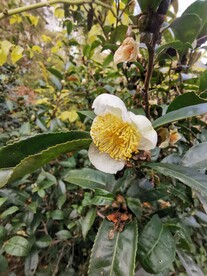 山茶花