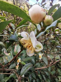 山茶花