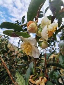 山茶花