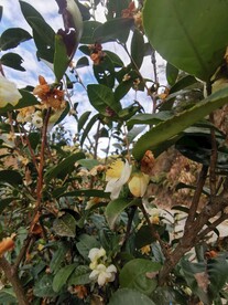 山茶花