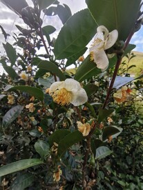山茶花