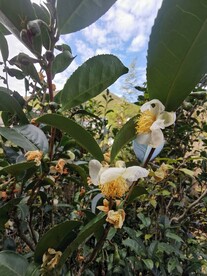 山茶花