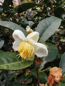 山茶花