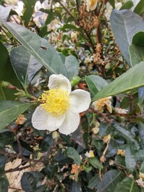 山茶花