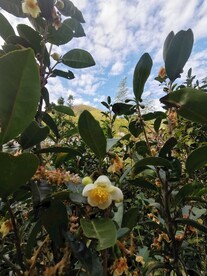 山茶花