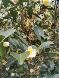 山茶花