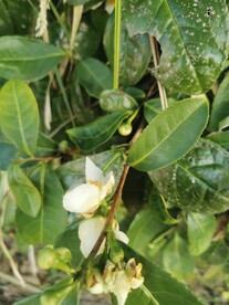 山茶花