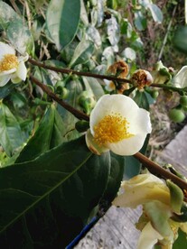 山茶花