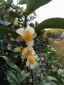 山茶花