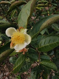 山茶花