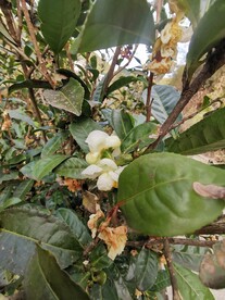 山茶花