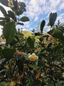 山茶花