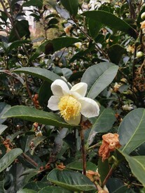 山茶花