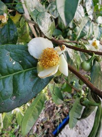 山茶花